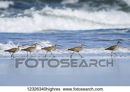 Stock Photograph - Whimbrels (Numenius phaeopus) look for sand crabs on the beach in Oregon; Newport, Oregon, United States of America. Fotosearch