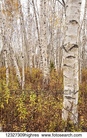 White birch stand in November, Burnside; Dartmouth, Nova Scotia, Canada View Large Photo Image Stock Photograph - White birch stand in November, Burnside; Dartmouth, Nova Scotia, Canada. Fotosearch