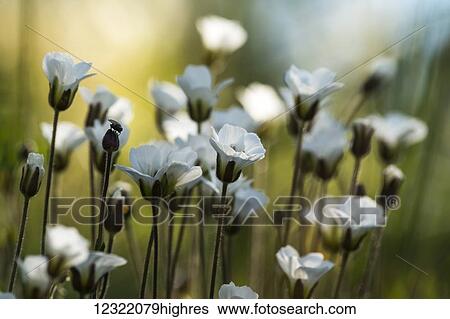 White wildflowers along the Dempster Highway; Yukon, Canada View Large Photo Image Stock Photograph - White wildflowers along the Dempster Highway; Yukon, Canada. Fotosearch