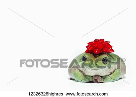 Stock Photograph - White's Treefrog (Litoria caerulea) sitting on a white background with a red bow on it's head; St. Albert, Alberta, Canada. Fotosearch