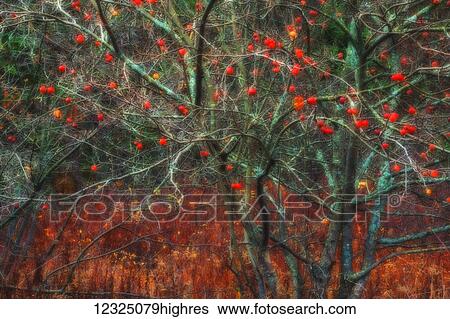 Wild apple tree in November; Bedford, Nova Scotia, Canada View Large Photo Image Stock Photograph - Wild apple tree in November; Bedford, Nova Scotia, Canada. Fotosearch