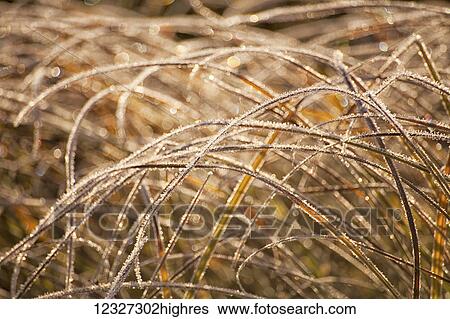 Wild grasses bent and covered with frost; Oakfield, Nova Scotia, Canada View Large Photo Image Stock Photograph - Wild grasses bent and covered with frost; Oakfield, Nova Scotia, Canada. Fotosearch