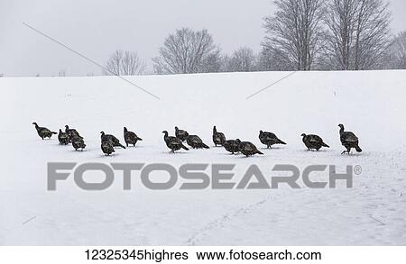 Wild turkeys (Meleagris gallopavo) in a snow storm; Fulford, Quebec, Canada View Large Photo Image Stock Photograph - Wild turkeys (Meleagris gallopavo) in a snow storm; Fulford, Quebec, Canada. Fotosearch