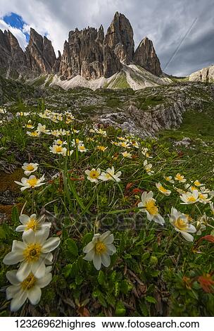 Stock Photograph - Wildflowers in the Dolomite mountains of Italy as dusk approaches; Cortina, Italy. Fotosearch