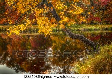 Wind tossed maple along the Mersey River in autumn, Kejimkujik National Park; Nova Scotia, Canada View Large Photo Image Stock Photograph - Wind tossed maple along the Mersey River in autumn, Kejimkujik National Park; Nova Scotia, Canada. Fotosearch