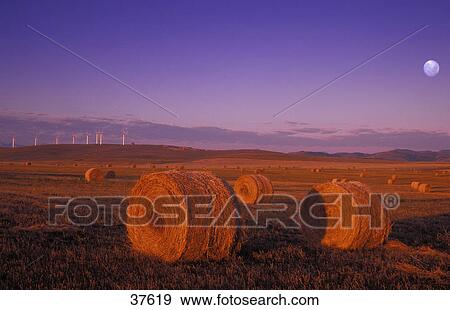 Stock Photo - Wind turbines and hay bales at sunrise. Fotosearch