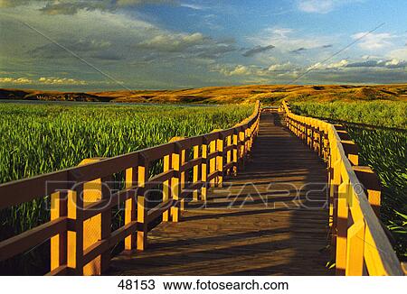 Stock Image - Wood walkway to lake in distance. Fotosearch