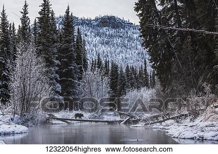 Stock Photograph - Young Grizzly cub (ursus arctos horribilis) walking across a log in Ni'iinlii Njik (Fishing Branch) Territorial Park; Yukon, Canada. Fotosearch