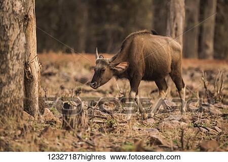 Young Indian gaur (Bos gaurus) walks past tree stump; Chandrapur, Maharashtra, India View Large Photo Image Stock Photograph - Young Indian gaur (Bos gaurus) walks past tree stump; Chandrapur, Maharashtra, India. Fotosearch