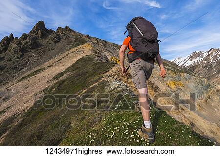 A backpacker climbs a steep ridge in the eastern Alaska Range near Whistler Creek; Alaska, United States of America View Large Photo Image Stock Photograph - A backpacker climbs a steep ridge in the eastern Alaska Range near Whistler Creek; Alaska, United States of America. Fotosearch
