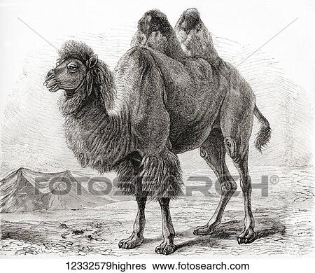 Stock Photograph - A Bactrian camel (Camelus bactrianus) a large, even-toed ungulate native to the steppes of Central Asia. From Meyers Lexicon, published 1927.. Fotosearch