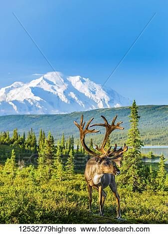 Stock Photograph - A bull caribou (Rangifer tarandus) at Wonder Lake with Denali, North Americas highest peak, in the background, Denali National Park, Interior Alaska; Alaska, United States of America. Fotosearch