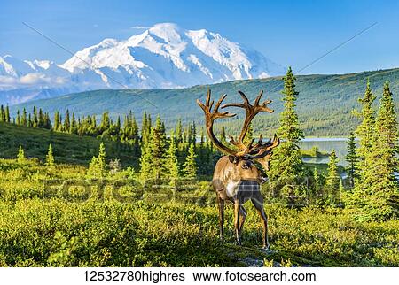 Stock Photograph - A bull caribou (Rangifer tarandus) at Wonder Lake with Denali, North Americas highest peak, in the background, Denali National Park, Interior Alaska; Alaska, United States of America. Fotosearch