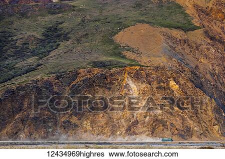 Stock Photograph - A bus stirs up dust along the park road in Denali National Park while passing underneath a group of Dall sheep (ovis dalli) near the base of Polychrome Mountain; Alaska, United States of America. Fotosearch