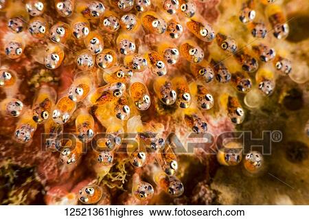 Stock Photograph - A close look at the eggs of a common anemonefish (Amphiprion perideraion) that is most often found associated with the anemone, Heteractis magnifica; Philippines.. Fotosearch