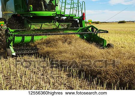 A close-up of a pickup header of a combine, harvesting canola on a swathed field; Legal, Alberta, Canada View Large Photo Image Stock Photograph - A close-up of a pickup header of a combine, harvesting canola on a swathed field; Legal, Alberta, Canada. Fotosearch