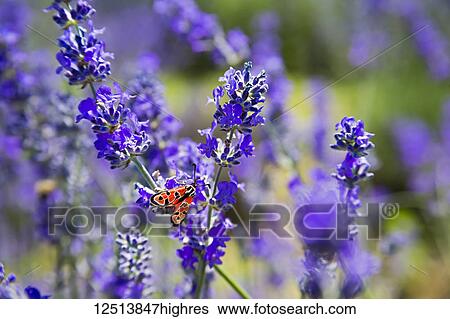 Stock Photograph - A colourful moth on lavender flowers in the South of France; France. Fotosearch