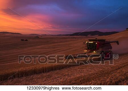 A Combine Harvesting Grain At Sunset In The Palouse Region Of Eastern Washington; Washington, United States Of America View Large Photo Image Stock Photograph - A Combine Harvesting Grain At Sunset In The Palouse Region Of Eastern Washington; Washington, United States Of America. Fotosearch