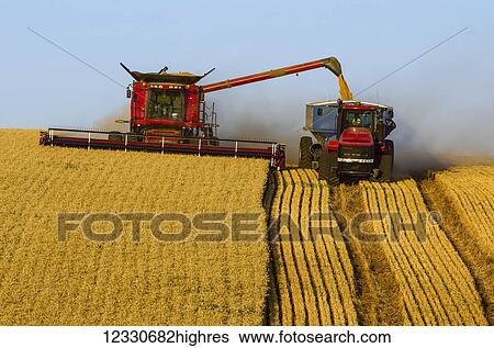 A Combine Harvests Grain And Offloads Into A Grain Cart Pulled By A Tractor In The Palouse Region Of Washington; Washington, United States Of America View Large Photo Image Stock Photograph - A Combine Harvests Grain And Offloads Into A Grain Cart Pulled By A Tractor In The Palouse Region Of Washington; Washington, United States Of America. Fotosearch
