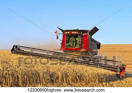 Stock Photograph - A Combine Harvests Grain In The Palouse Region Of Washington; Washington, United States Of America. Fotosearch