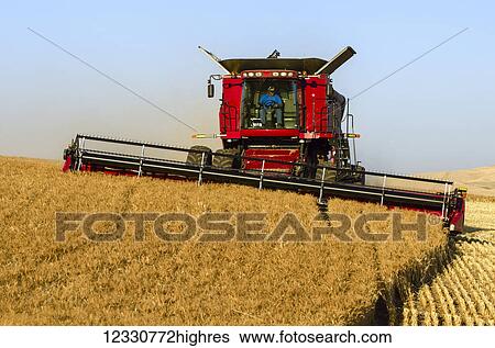 Stock Photograph - A Combine Harvests Grain In The Palouse Region Of Eastern Washington; Washington, United States Of America. Fotosearch