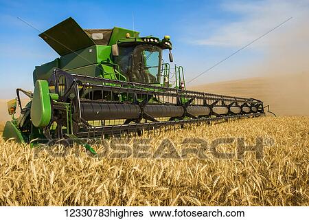 Stock Photograph - A Combine Harvests Grain In The Palouse Region Of Eastern Washington; Washington, United States Of America. Fotosearch