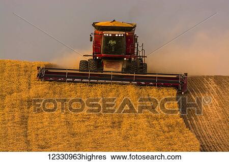 Stock Photograph - A Combine Harvests Grain In The Palouse Region Of Eastern Washington; Washington, United States Of America. Fotosearch