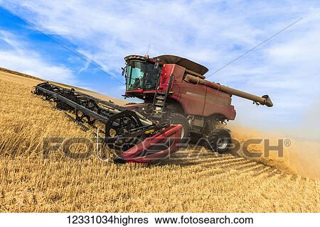 A Combine Harvests Grain In The Palouse Region Of Eastern Washington; Washington, United States Of America View Large Photo Image Stock Photograph - A Combine Harvests Grain In The Palouse Region Of Eastern Washington; Washington, United States Of America. Fotosearch
