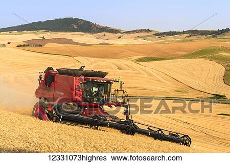 A Combine Harvests Grain In The Palouse Region Of Eastern Washington; Washington, United States Of America View Large Photo Image Stock Photograph - A Combine Harvests Grain In The Palouse Region Of Eastern Washington; Washington, United States Of America. Fotosearch