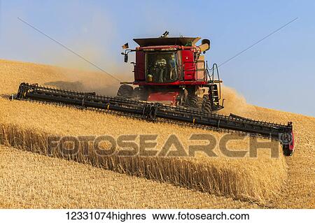 Stock Photograph - A Combine Harvests Grain In The Palouse Region Of Eastern Washington; Washington, United States Of America. Fotosearch