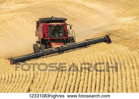 Stock Photograph - A Combine Harvests Grain In The Palouse Region Of Easter Washington; Washington, United States Of America. Fotosearch