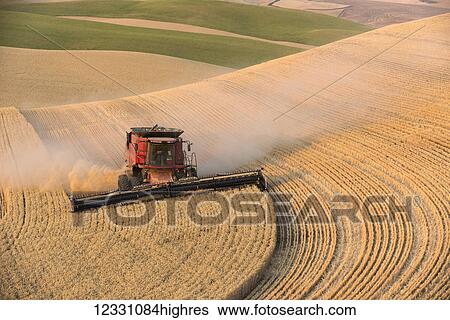 Stock Photograph - A Combine Harvests Grain In The Palouse Region Of Easter Washington; Washington, United States Of America. Fotosearch
