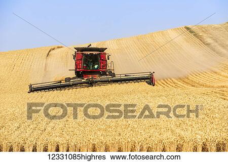 A Combine Harvests Grain In The Palouse Region Of Easter Washington; Washington, United States Of America View Large Photo Image Stock Photograph - A Combine Harvests Grain In The Palouse Region Of Easter Washington; Washington, United States Of America. Fotosearch