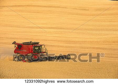 Stock Photograph - A Combine Harvests Grain In The Palouse Region Of Easter Washington; Washington, United States Of America. Fotosearch