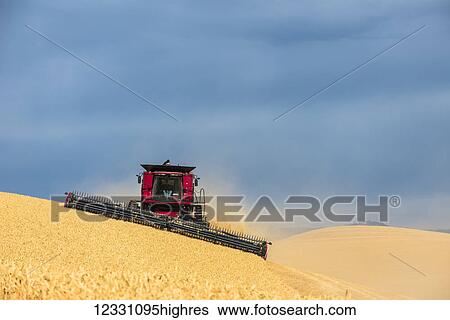 Stock Photograph - A Combine Harvests Grain In The Palouse Region Of Eastern Washington; Washington, United States Of America. Fotosearch