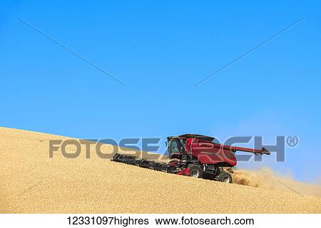 Stock Photograph - A Combine Harvests Grain In The Palouse Region Of Eastern Washington; Washington, United States Of America. Fotosearch