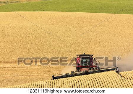 A Combine Harvests Grain In The Palouse Region Of Eastern Washington; Washington, United States Of America View Large Photo Image Stock Photograph - A Combine Harvests Grain In The Palouse Region Of Eastern Washington; Washington, United States Of America. Fotosearch