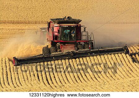 Stock Photograph - A Combine Harvests Grain In The Palouse Region Of Eastern Washington; Washington, United States Of America. Fotosearch