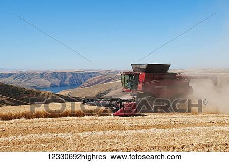 A Combine Harvests Grain On The Hills Of The Palouse Region Of Washington; Washington, United States Of America View Large Photo Image Stock Photograph - A Combine Harvests Grain On The Hills Of The Palouse Region Of Washington; Washington, United States Of America. Fotosearch