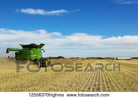 A combine is at work in the field while a grain truck waits for its next load during a canola harvest; Legal, Alberta, Canada View Large Photo Image Stock Photograph - A combine is at work in the field while a grain truck waits for its next load during a canola harvest; Legal, Alberta, Canada. Fotosearch