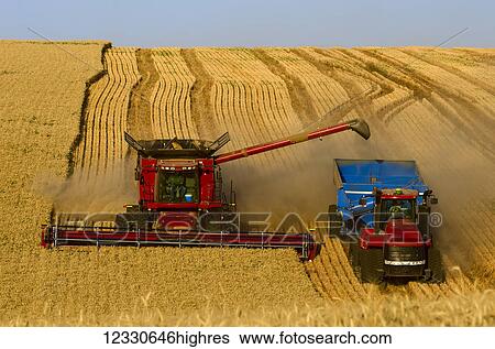 Stock Photograph - A Combine Offloading Grain To A Tractor Pulled Grain Cart In Southeast Washington; Washington, United States Of America. Fotosearch