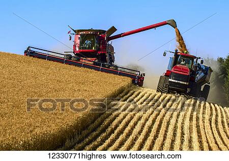 A Combine Offloading Grain To A Tractor Pulled Grain Cart In Southeast Washington; Washington, United States Of America View Large Photo Image Stock Photograph - A Combine Offloading Grain To A Tractor Pulled Grain Cart In Southeast Washington; Washington, United States Of America. Fotosearch