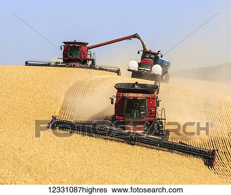 A Combine Offloading Grain To A Tractor Pulled Grain Cart In Southeast Washington; Washington, United States Of America View Large Photo Image Stock Photograph - A Combine Offloading Grain To A Tractor Pulled Grain Cart In Southeast Washington; Washington, United States Of America. Fotosearch
