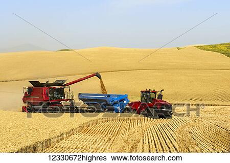 A Combine Offloads Grain To Grain Cart While Harvesting Grain On The Hills Of The Palouse Region Of Washington; Washington, United States Of America View Large Photo Image Stock Photograph - A Combine Offloads Grain To Grain Cart While Harvesting Grain On The Hills Of The Palouse Region Of Washington; Washington, United States Of America. Fotosearch