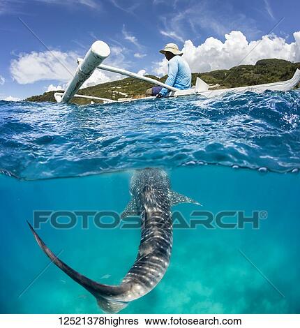 A commercial whale shark encounter with a feeder above on a canoe and a Whale Shark (Rhiniodon typus) below. This is the world's largest species of fish; Oslob, Philippines View Large Photo Image Stock Photograph - A commercial whale shark encounter with a feeder above on a canoe and a Whale Shark (Rhiniodon typus) below. This is the world's largest species of fish; Oslob, Philippines. Fotosearch