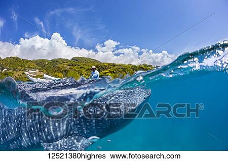 Stock Photograph - A commercial whale shark encounter with a feeder above on a canoe and a Whale Shark (Rhiniodon typus) below. This is the world's largest species of fish; Oslob, Philippines. Fotosearch