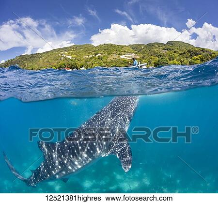 Stock Photograph - A commercial whale shark encounter with a feeder above on a canoe and a Whale Shark (Rhiniodon typus) below. This is the world's largest species of fish; Oslob, Philippines. Fotosearch