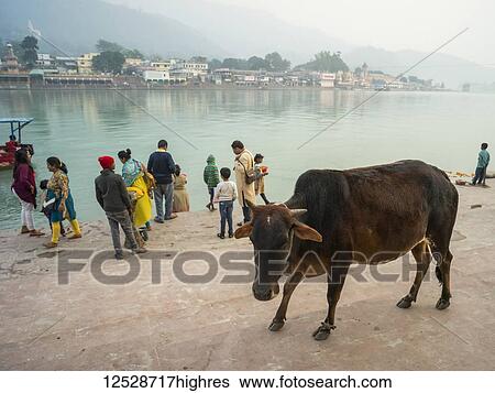 Stock Photograph - A cow and people on the shore of the Ganges River, Himalayan foothills; Rishikesh, Uttarakhand, India. Fotosearch