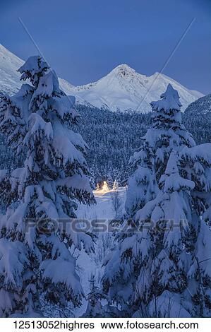 Stock Photograph - A distant Black Spruce (Picea Mariana) tree glows from the lights wrapped around it, fresh snow covering it and the surrounding trees and mountains, deep blue twilight filling the scene, Moose Pass, Kenai Peninsula, South-central Alaska; Alaska,.... Fotosearch
