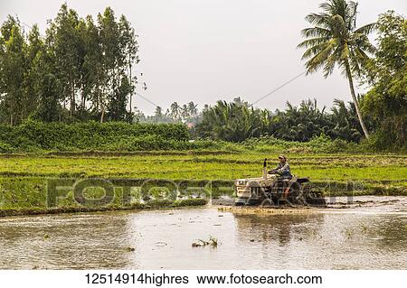 Stock Photograph - A farmer drives a tractor through a flooded field; Thanh pho Hoi An, Quang Nam, Vietnam. Fotosearch